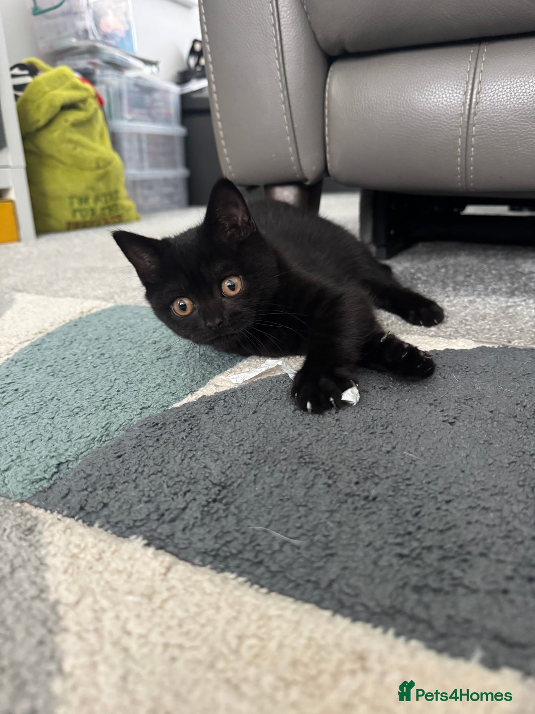 British Shorthair cats for sale: Fully vaccinated pure British shorthair kittens - Image 2