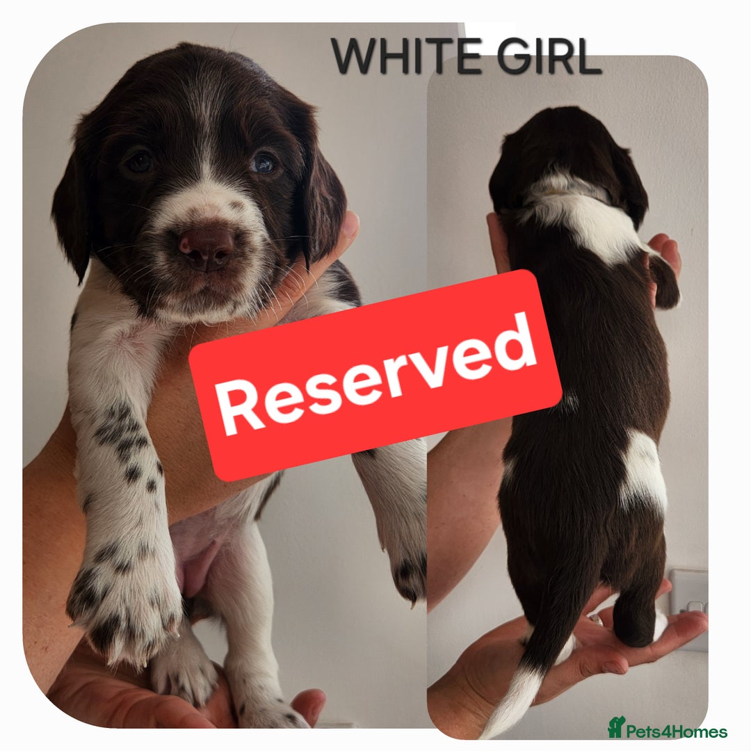 English Springer Spaniel dogs for sale: KC Registered ESS Pups *WELL MARKED* - Image 36