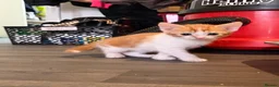 Mixed Breed cats for sale: Adorable little kittens. Mixed breed.  - Advert 9