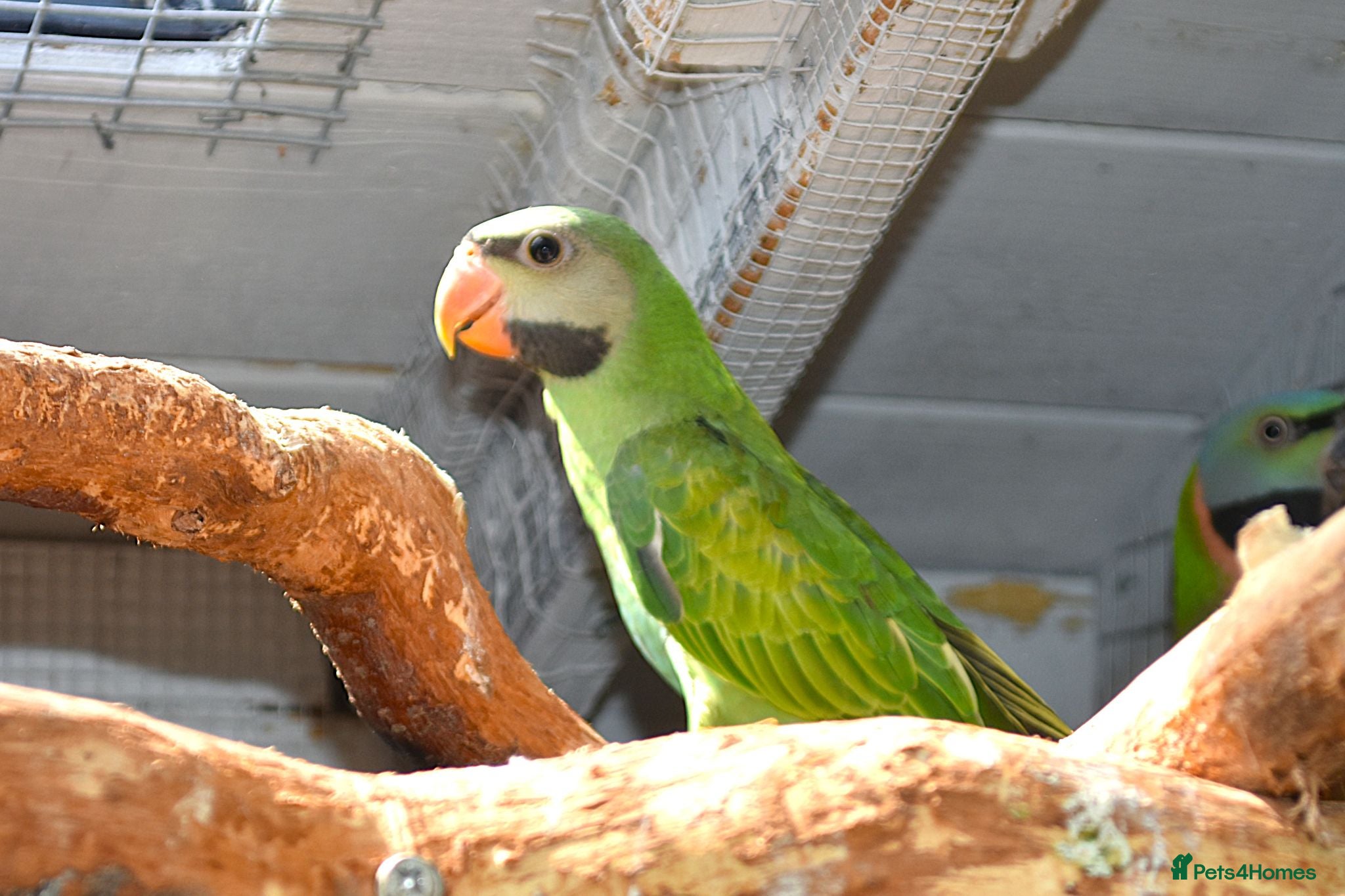 Parakeets birds Moustached Parakeets - Advert 17