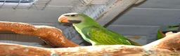 Parakeets birds for sale: Moustached Parakeets in Burnham-on-Sea - Advert 1