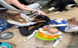 Rottweiler dogs for sale: 1 year old female Rottweiler for sale  - Advert 4