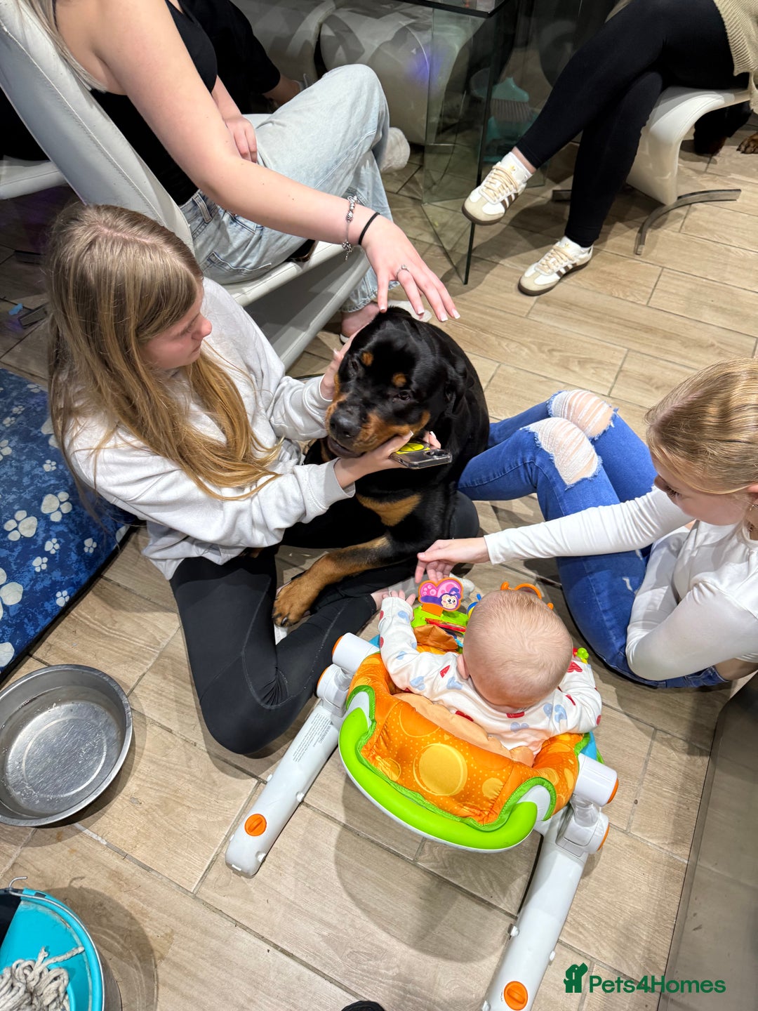 Rottweiler dogs for sale: 1 year old female Rottweiler for sale  - Advert 4