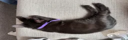 Mixed Breed cats for sale: 5 kittens available now - Advert 15