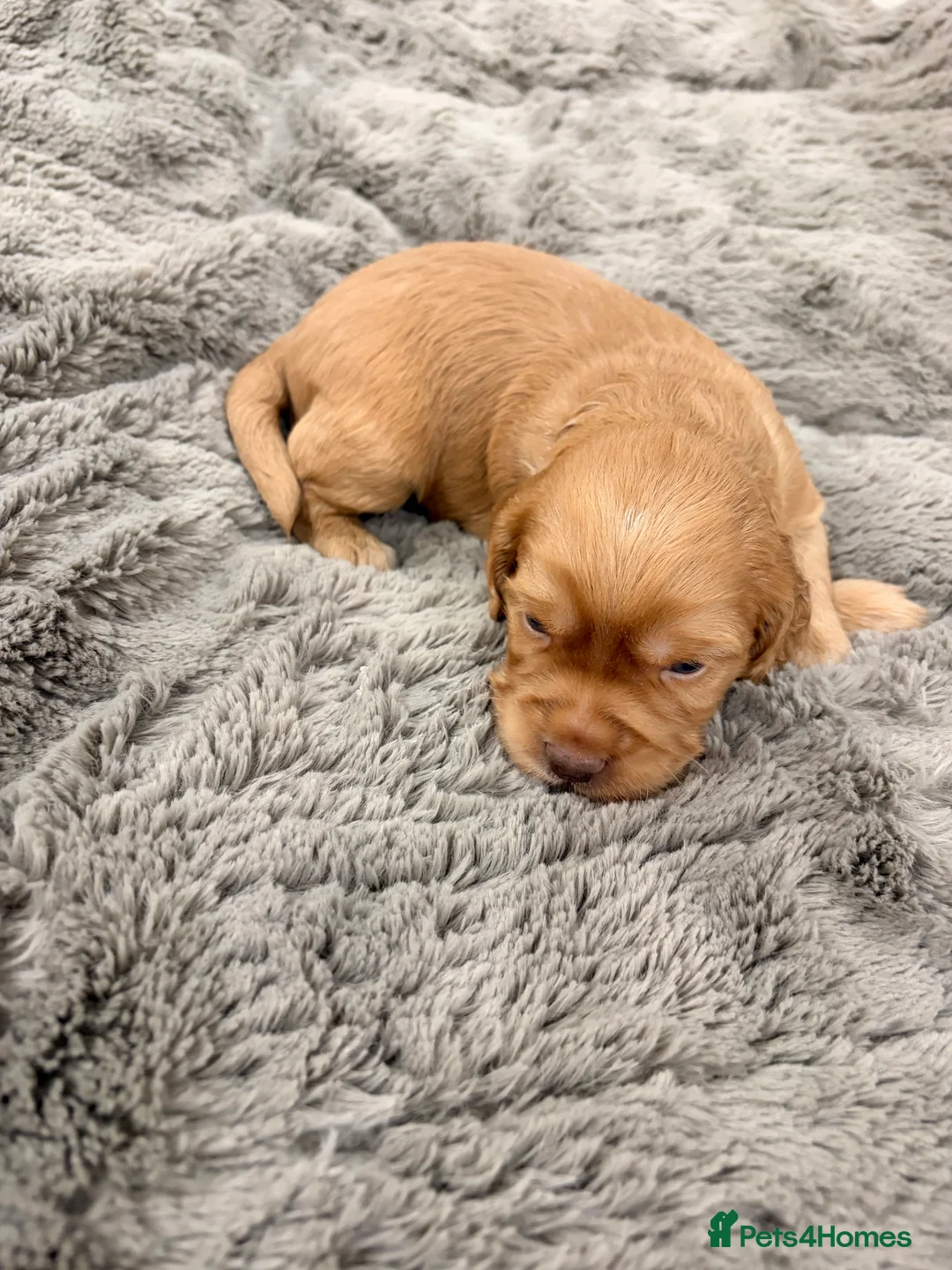 Cocker Spaniel dogs for sale: Working Cocker Spaniel Puppies in Sheerness - Advert 2