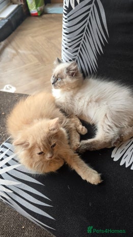 British Longhair cats - Advert 5
