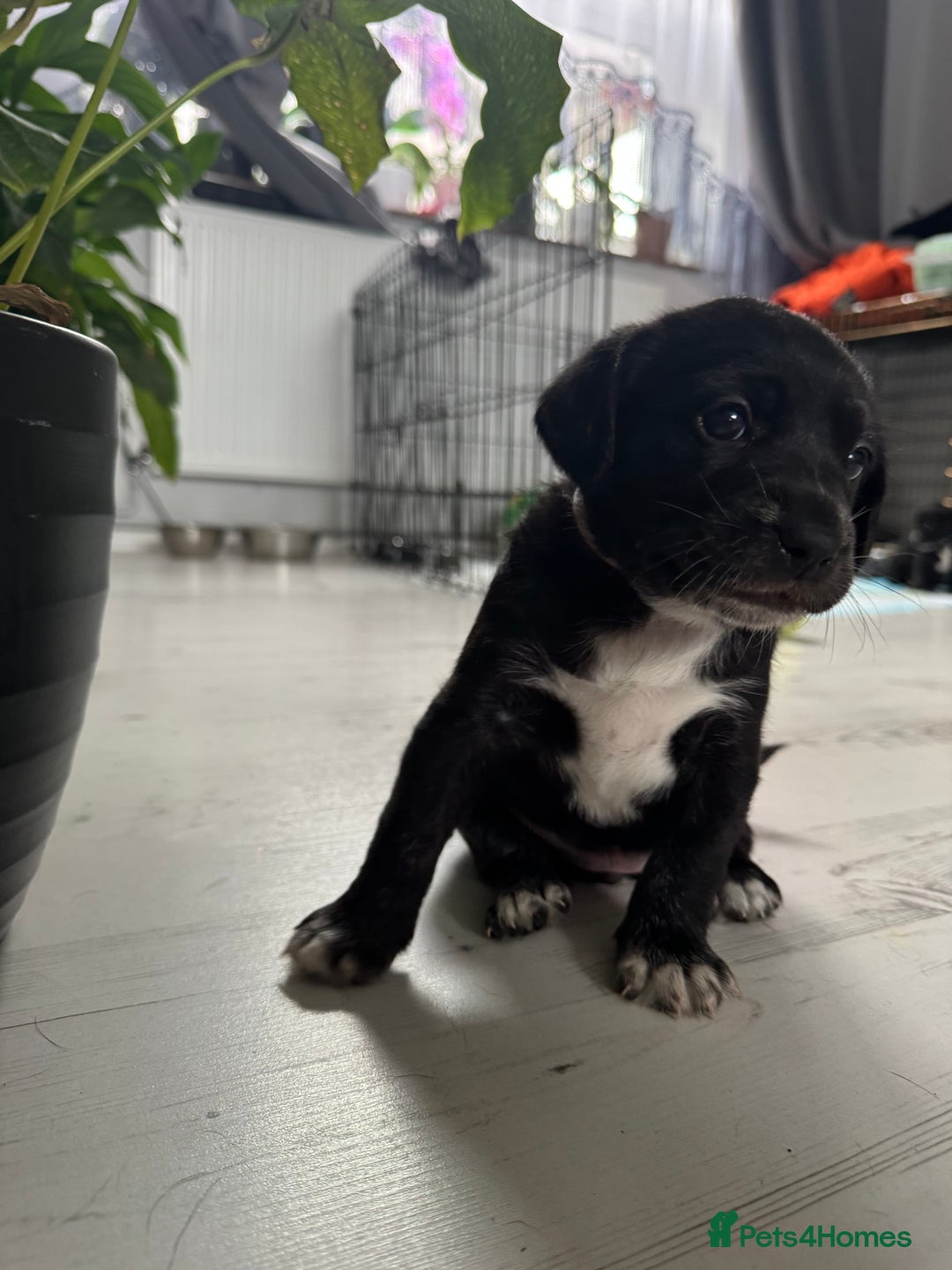 Mixed Breed dogs for sale: Beautiful puppys for sale  - Image 5