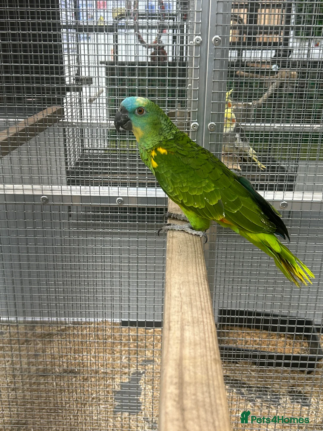 Parrots birds for sale: Hand Reared Blue Fronted Amazons  - Advert 1