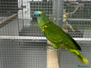 Parrots birds Hand Reared Blue Fronted Amazons - Advert 16