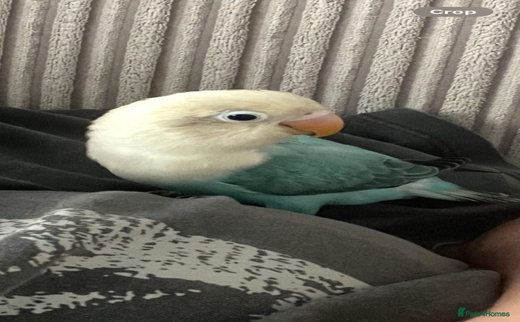 Lovebirds birds - Advert 1
