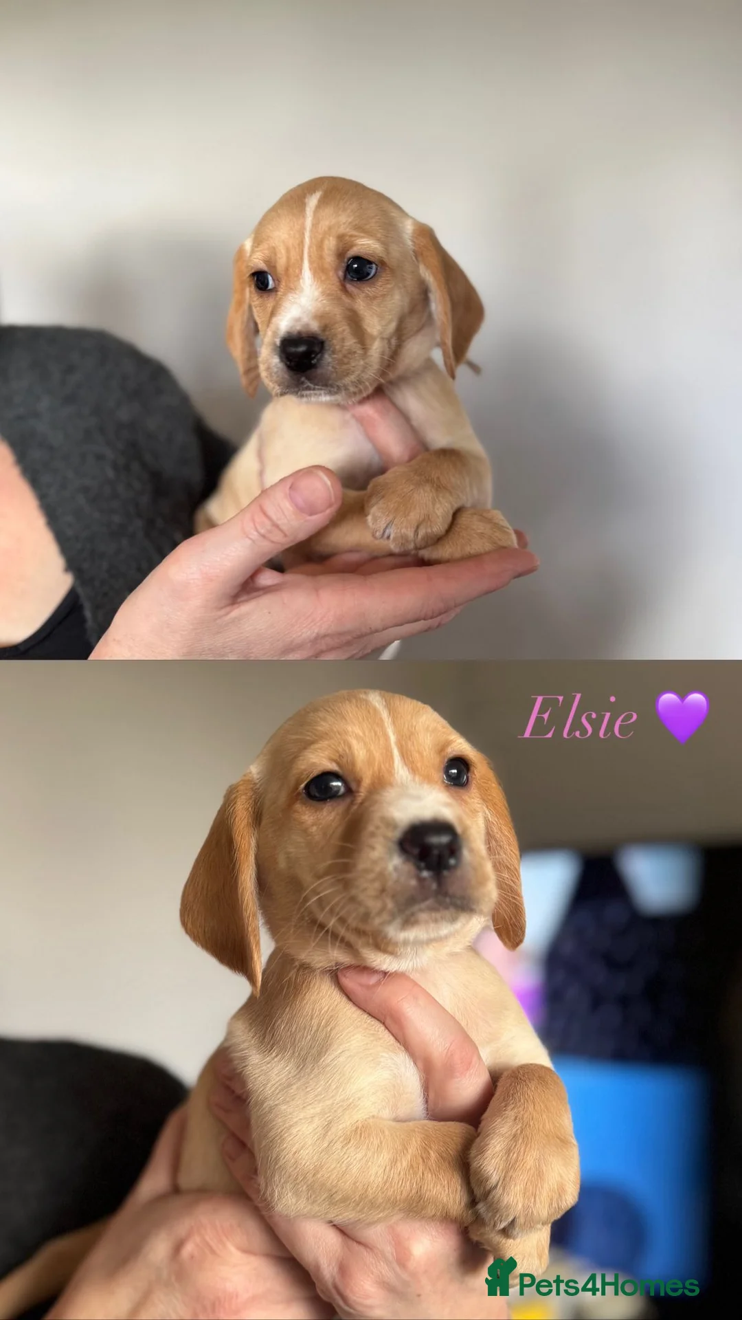 Cockerdor dogs for sale: Beautiful Gamekeeper Bred Working Cockerdors - Advert 13