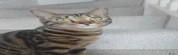 Bengal cats for sale: 2 beautiful bengal X shorthairs - Advert 5