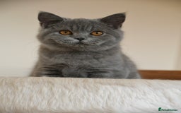 British Shorthair cats for sale: GCCF British Shorthairs Ready now  - Image 8