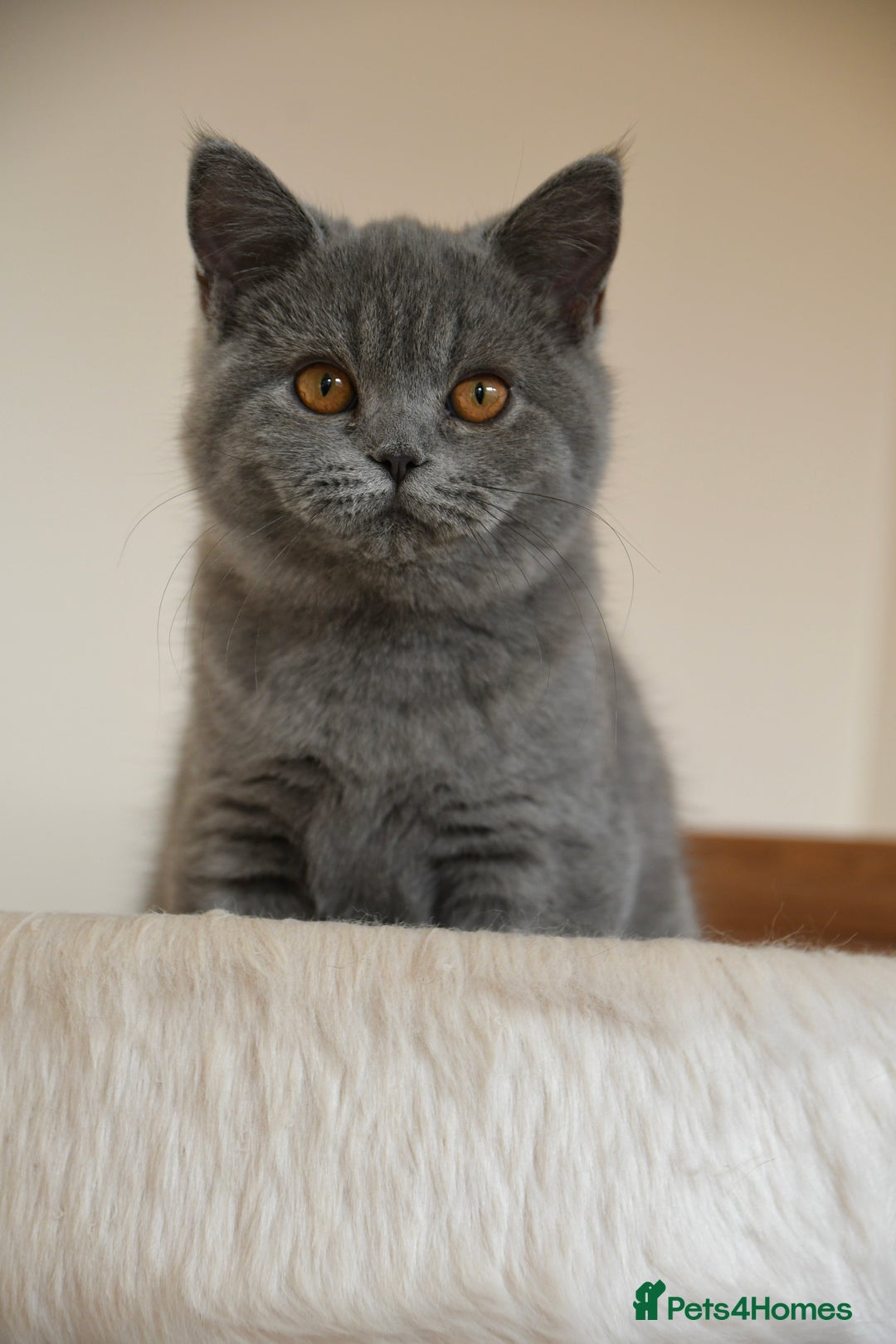 British Shorthair cats for sale: GCCF British Shorthairs Ready now  - Image 8