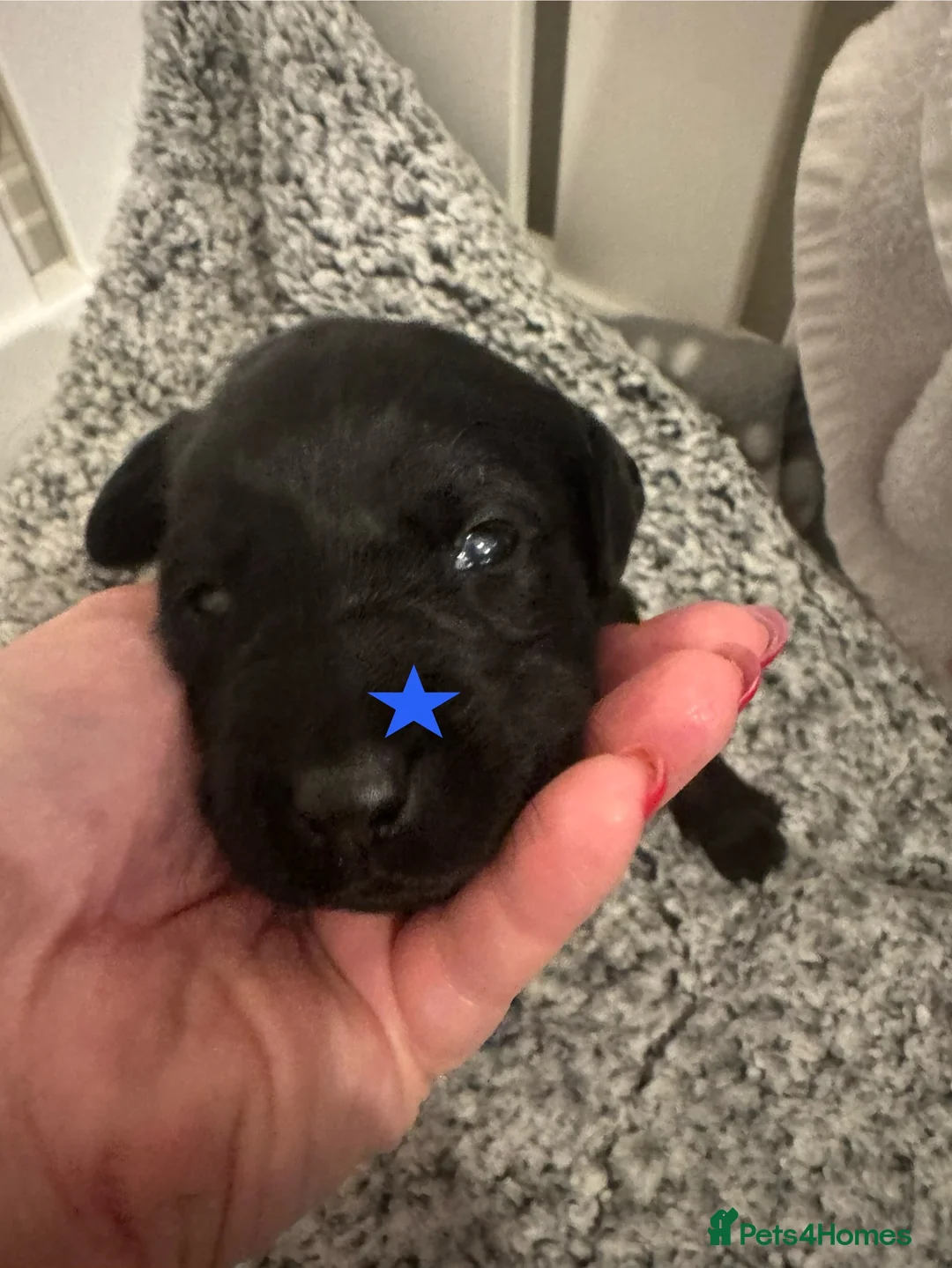 Labrador Retriever dogs for sale: 3 black females remaining – Labrador Retrievers - Advert 16