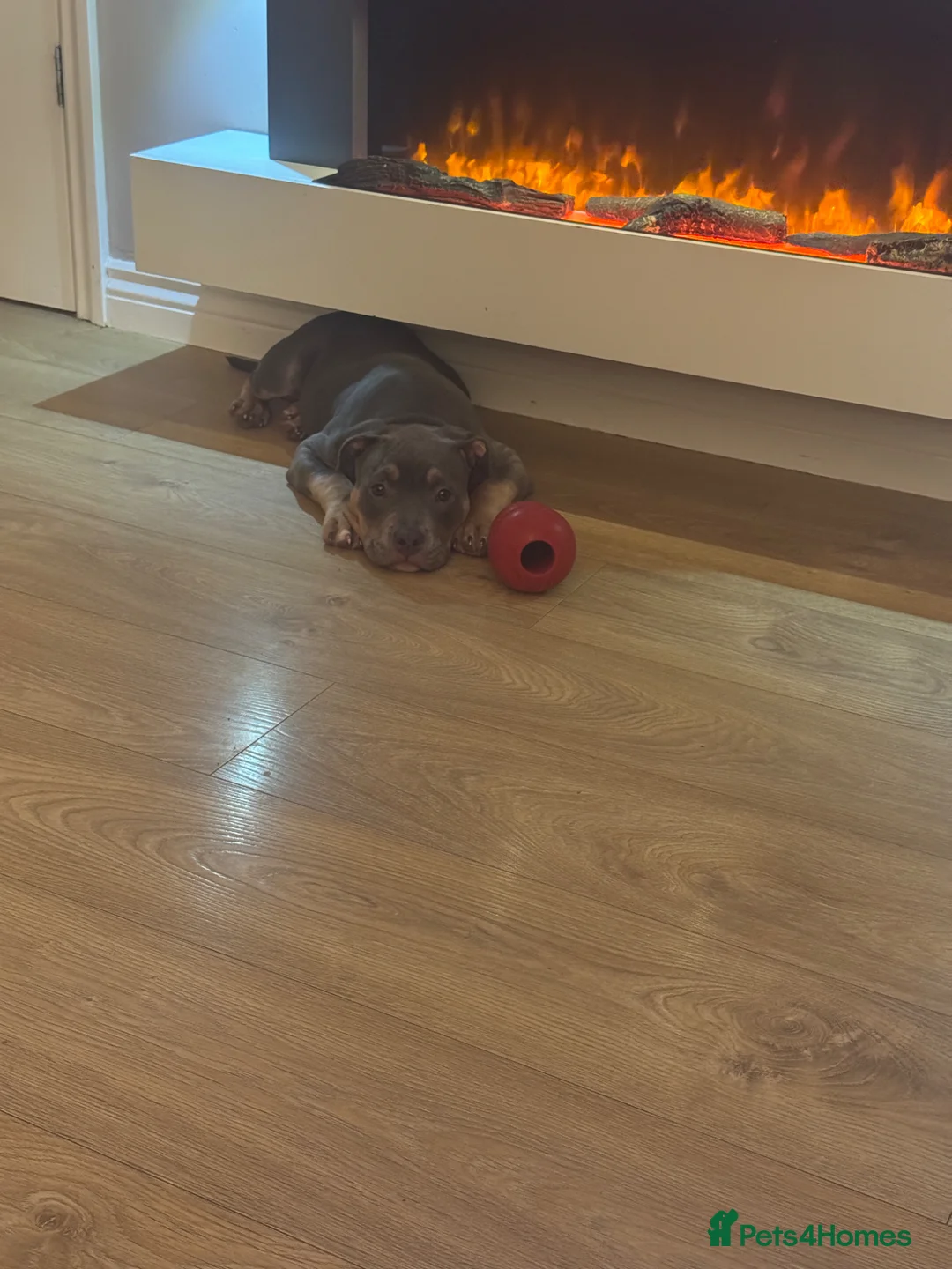 American Bully dogs for sale: Pocket bully  in Tayport - Advert 4