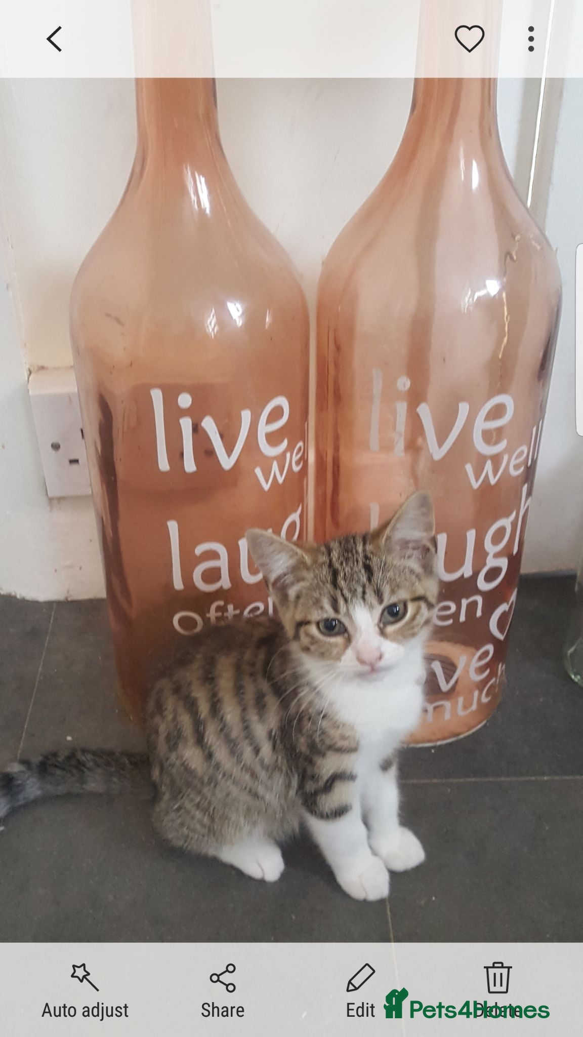 Mixed Breed cats Kittens - Advert 3