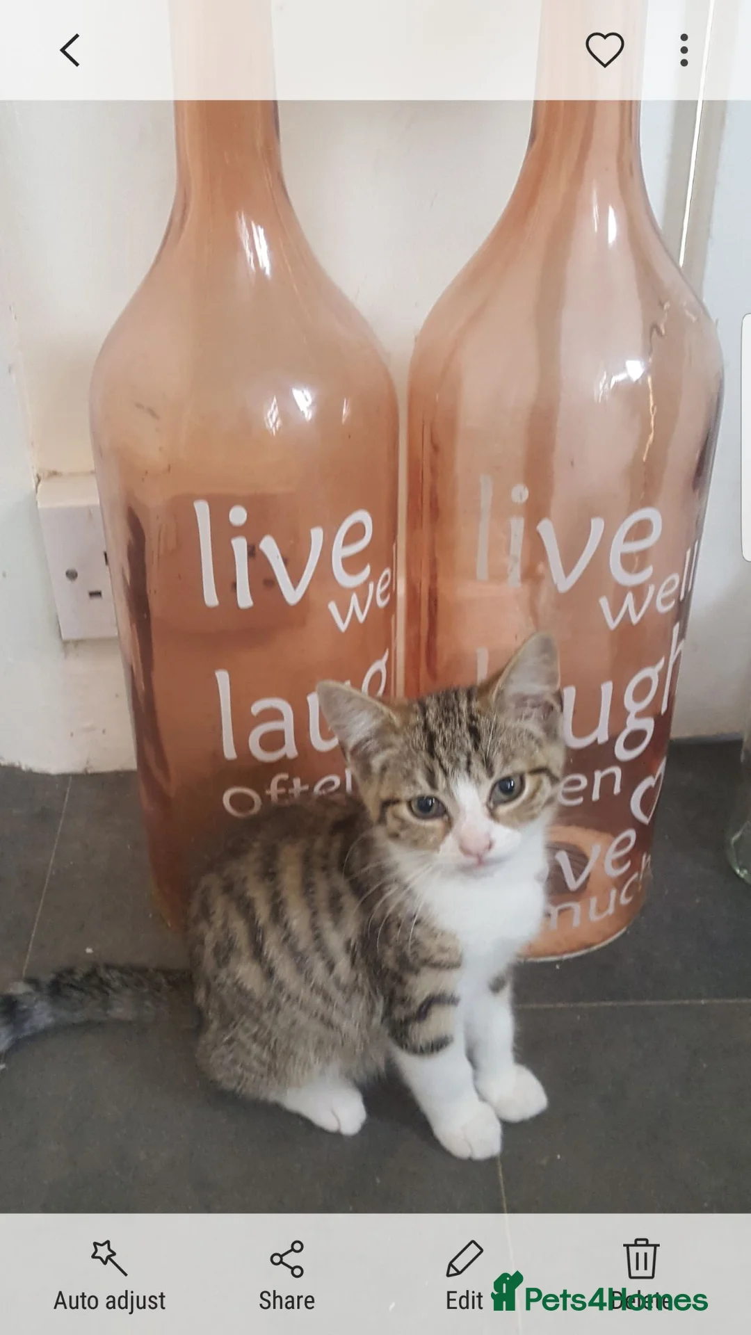 Mixed Breed cats for sale: Kittens - Advert 1