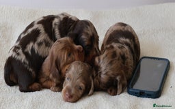 Miniature Dachshund dogs for sale: 5StarsLicensed+LongHaired+KC+PRAClear+VetChecked - Image 13