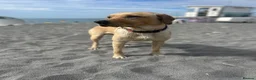 Labrador Retriever dogs for stud: 🐾 REX — GOLDEN LABRADOR RETRIEVER AT STUD 🐾 in Bedford - Advert 3