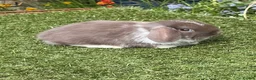 Mini Lop rabbits for sale: Pure bred mini lops baby rabbits  - Advert 1