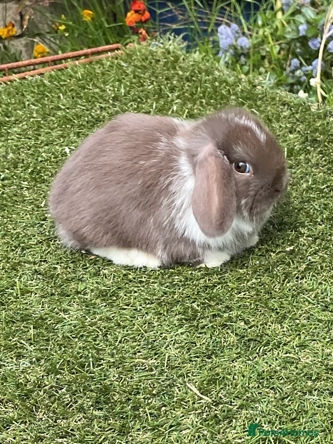 Mini Lop rabbits for sale: Pure bred mini lops baby rabbits  - Advert 1