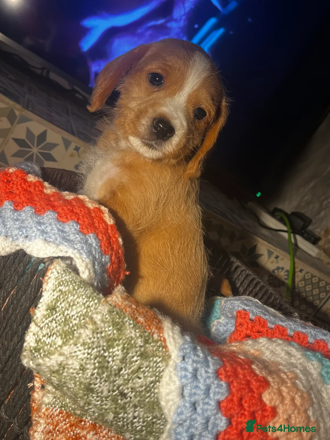 Mixed Breed dogs for sale: F2 cockapoo cross Spaniel cross  - Advert 10