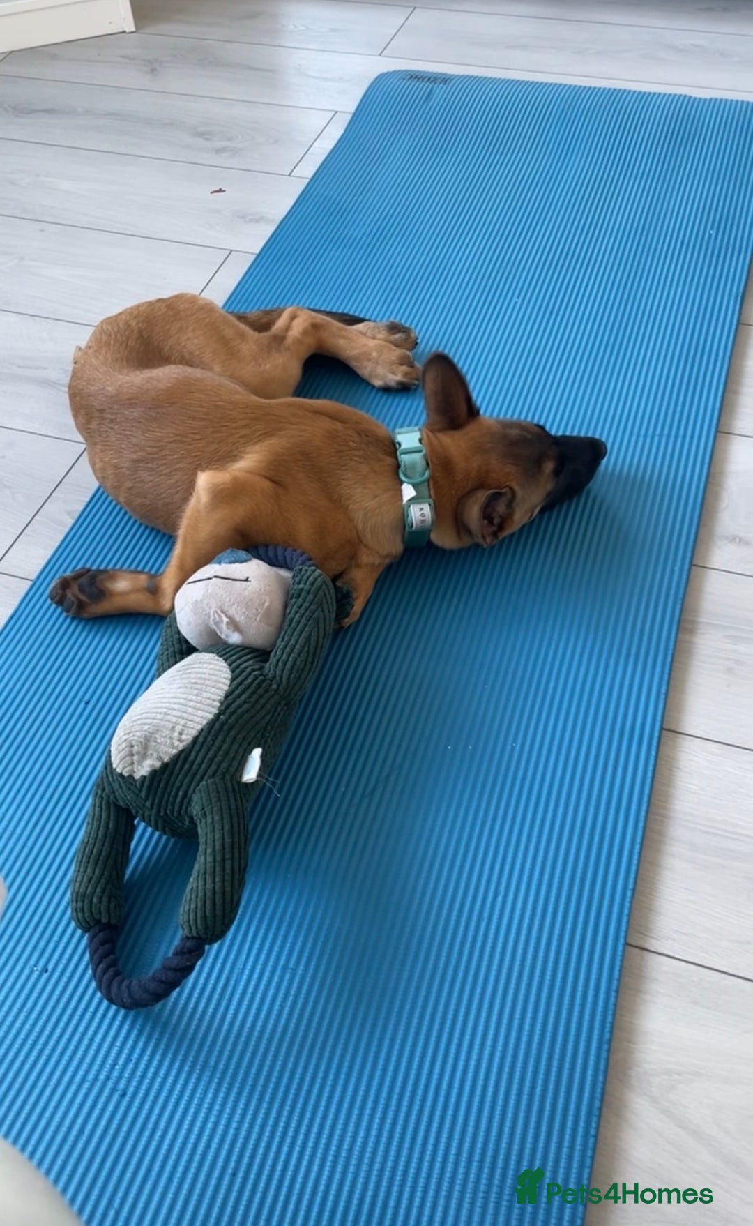 Belgian Shepherd Dog dogs for sale: 4-Month-Old Female Belgian Malinois  - Advert 2