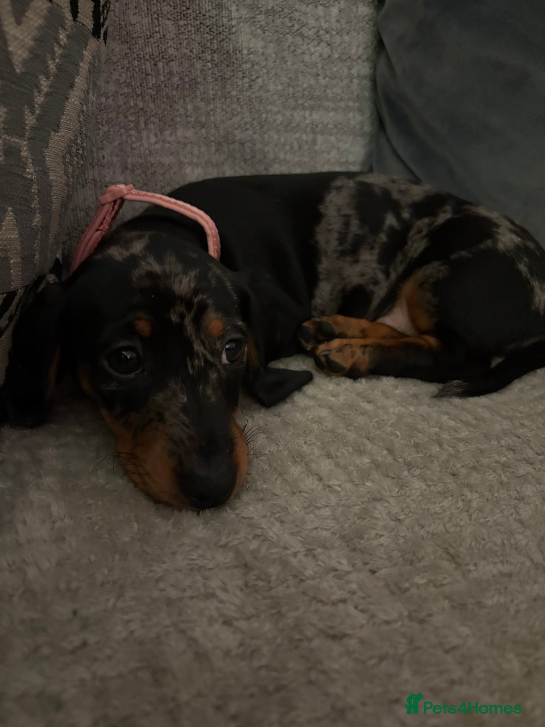 Miniature Dachshund dogs for sale: Miniature Dachshund bitch - Advert 3