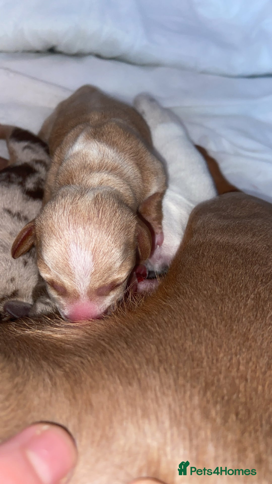 Miniature Dachshund dogs for sale: Dolly mixture dapple/piebald  - Image 7