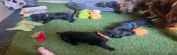 Mixed Breed dogs for sale: Working cocker with mix dads family pet  - Advert 13
