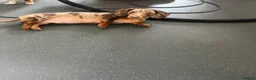 Dachshund dogs for sale: Dapple Puppy dachshund  in Watford - Advert 3