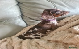 Dachshund dogs for sale: Beautiful Standard Dachshunds  - Image 15