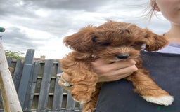 Cockapoo dogs for sale: 3 Cockapoochon puppies available  - Image 1