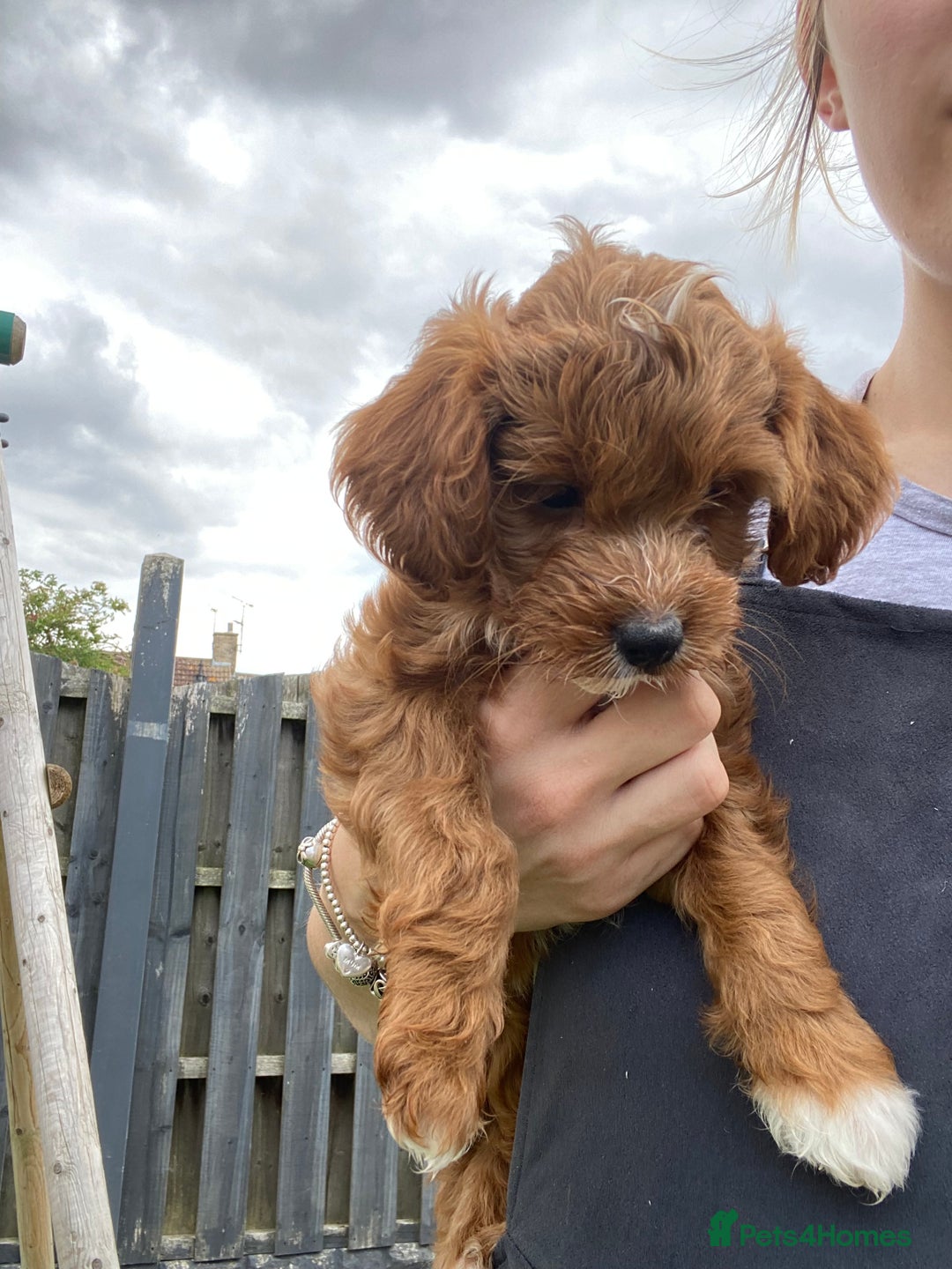 Cockapoo dogs for sale: 3 Cockapoochon puppies available  - Image 1