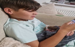 American Bully dogs for sale: Lovely pocket bully pup - Advert 10