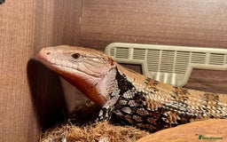 Skink reptiles for sale: Blue Tongued Skink + Vivarium & Accessories - Image 1