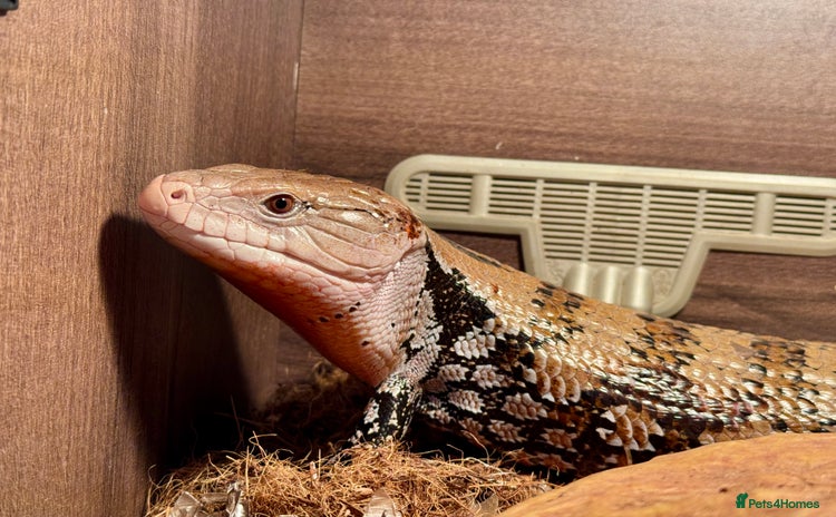 Skink reptiles - Advert 2