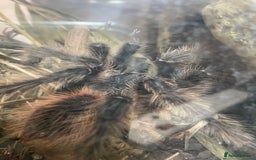 Tarantulas invertebrates for sale: Male Salmon pink bird eater tarantula - Image 1