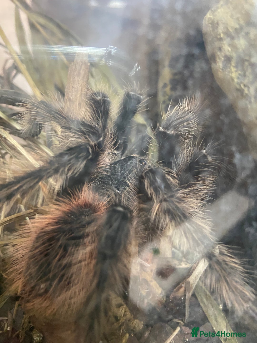 Tarantulas invertebrates for sale: Male Salmon pink bird eater tarantula - Image 1