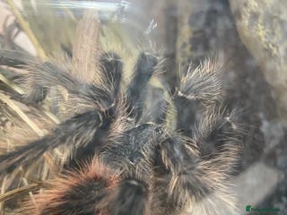 Tarantulas invertebrates Male Salmon pink bird eater tarantula - Advert 19