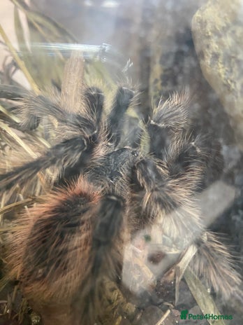 Tarantulas invertebrates - Advert 1
