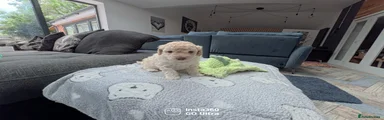 Cavapoo Puppy 1