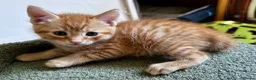 Mixed Breed cats for sale: Amiable mixed kittens  - Advert 15