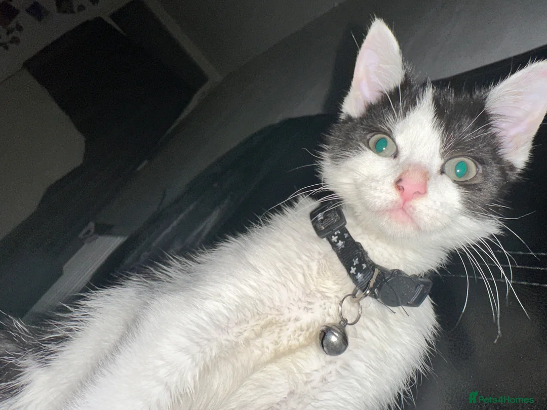 American Shorthair cats for sale: Oreo American Shorthair  - Advert 4