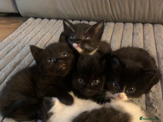 British Longhair cats Beautiful Tuxedo X Long haired Kittens - Advert 1