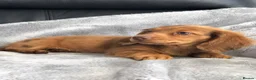 Dachshund dogs for sale: Dachshund Puppies - Advert 11
