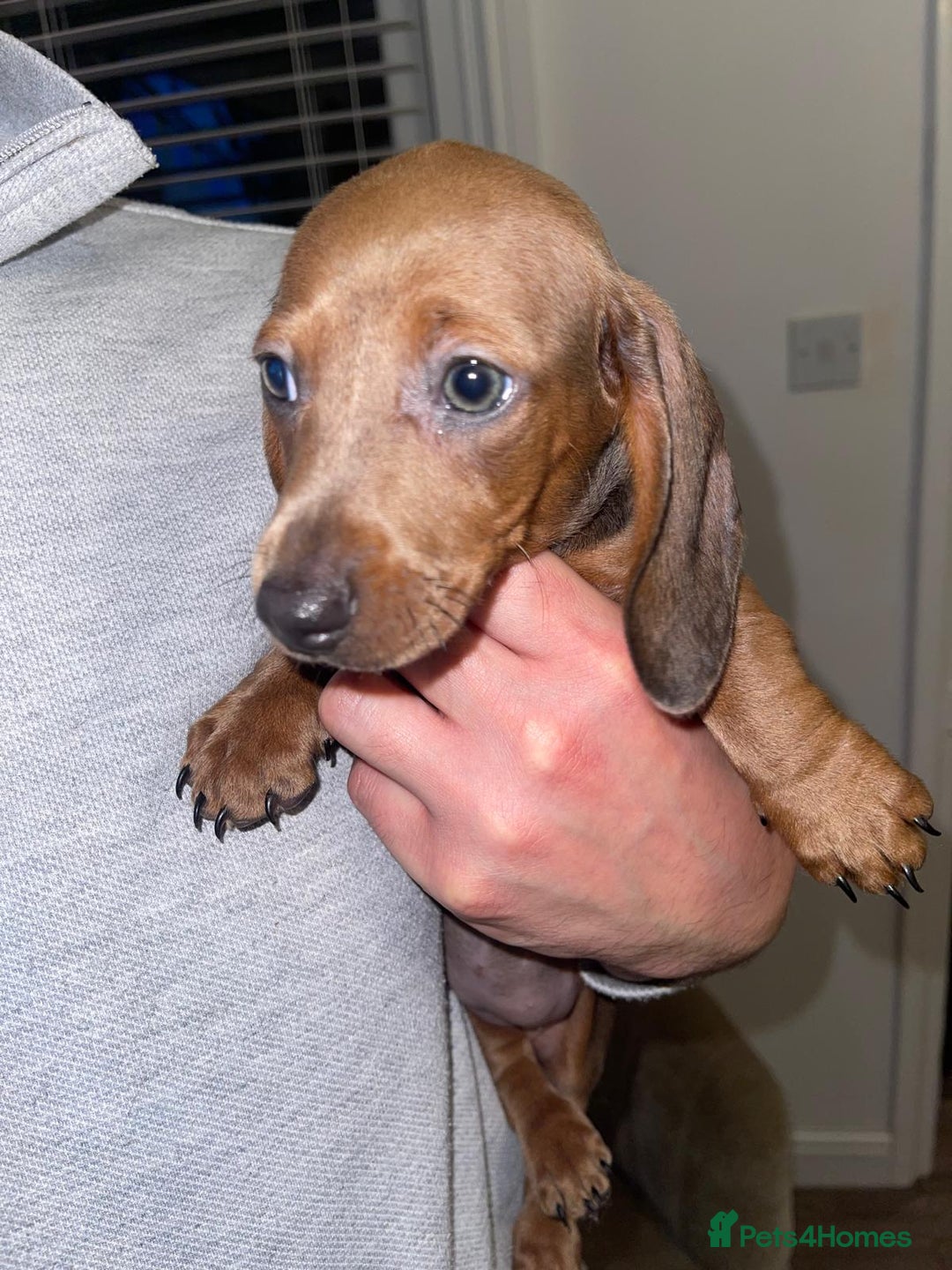 Miniature Dachshund dogs for sale: Beautiful Mini Dachshunds looking for their homes! - Image 3