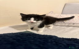 British Longhair cats for sale: beautiful tuxedo longhair needs foreveerhome - Image 5