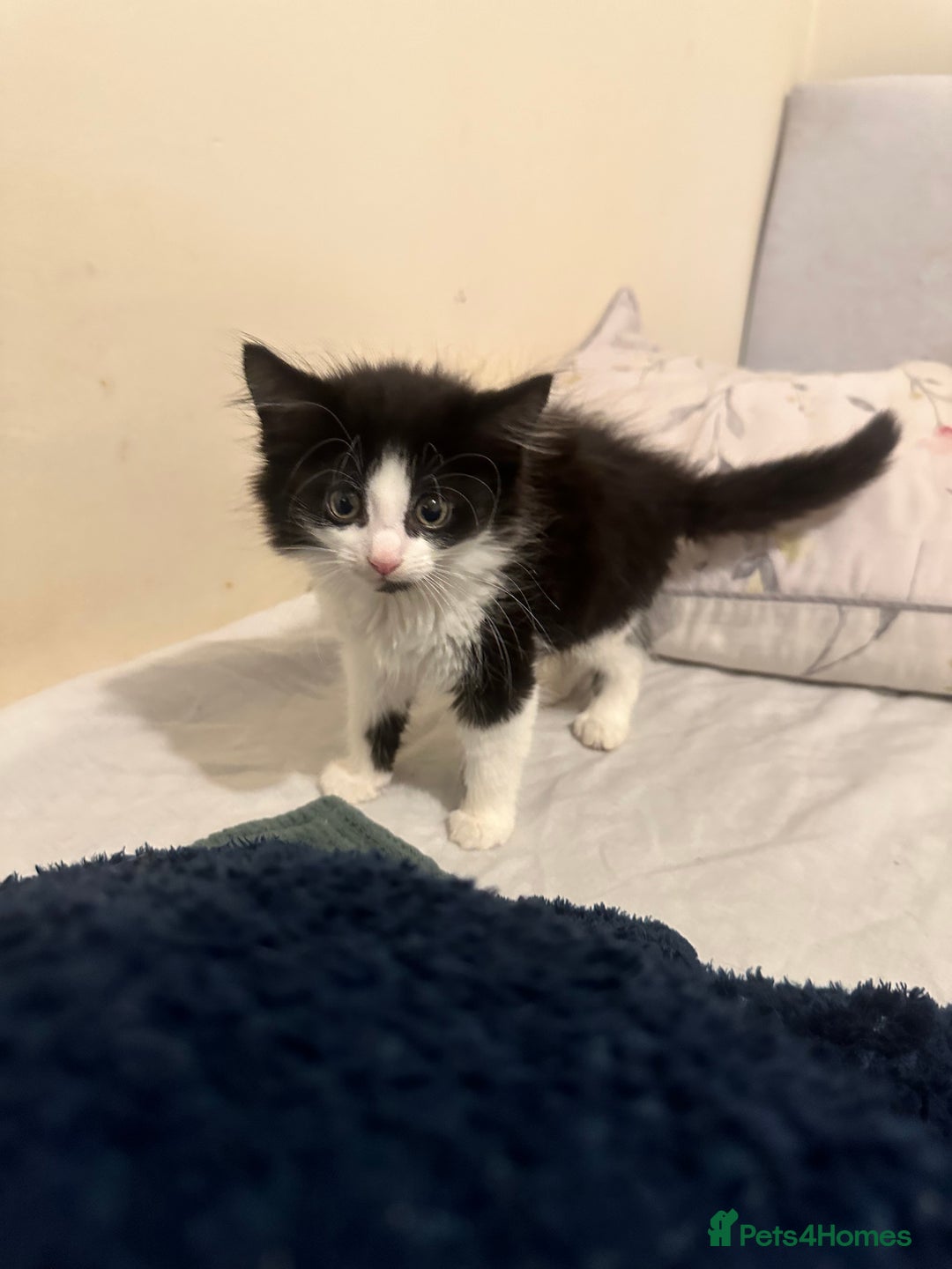British Longhair cats for sale: beautiful tuxedo longhair needs foreveerhome - Image 5